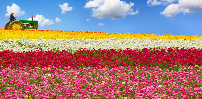 Flower Fields by Sameer Mundkur http://bit.ly/VKjxq5
