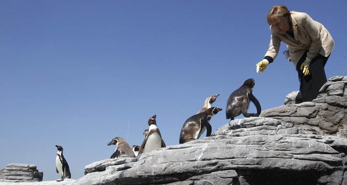 German Chancellor Merkel feeds penguins at the Ozeaneum sea museum in Stralsund 