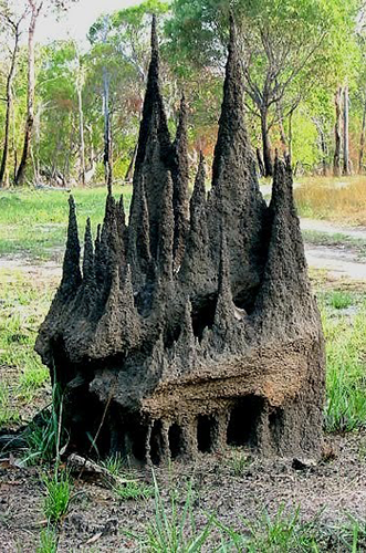 Photos of Portland House and Cape York, Australia, Termite Mound Cape York http://goo.gl/70nd3S