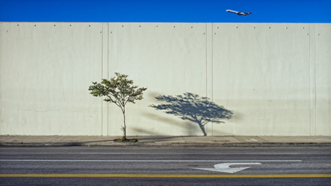 Tree,-shadow-and-plane-by-Jeff-Seltzer_thumb