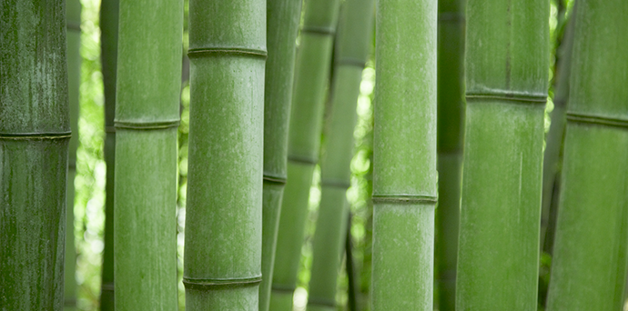 Bambus http://goo.gl/nqiJwV