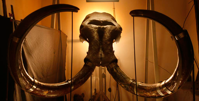 Kika, kikindski mamut http://goo.gl/gY7RaD