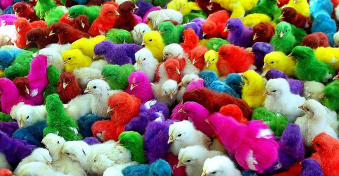 Colourful chicks being sold at Millerpuram in Tuticorin, Foto: N. Rajesh