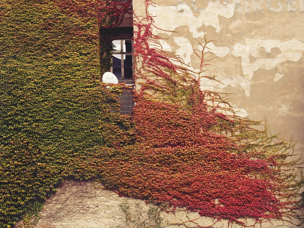 zid zgrade obrastao biljkama čije se boje prelivaju iz zelene u crvenu