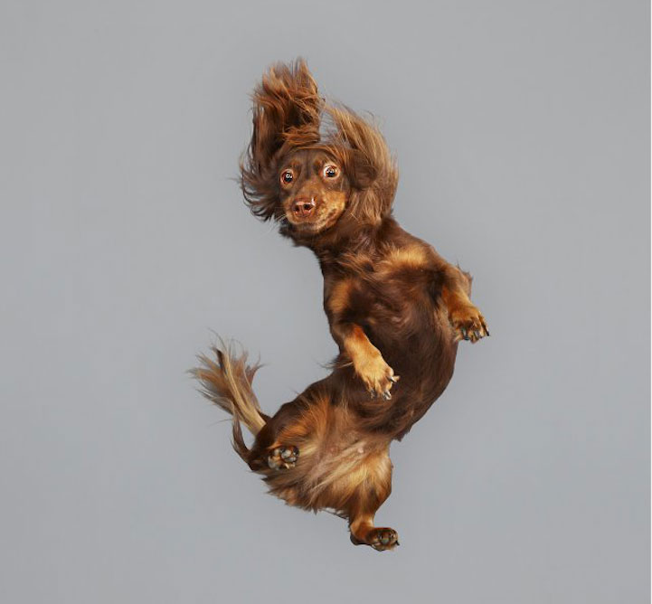 Leteći psi Julie Christe