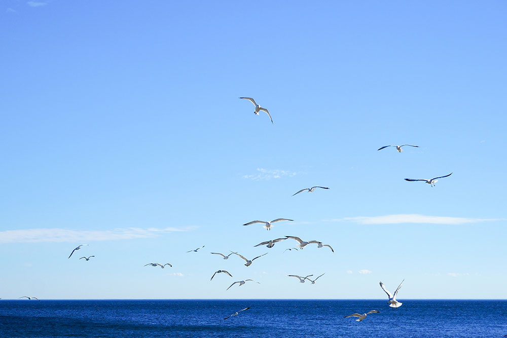 Foto: Rade Vilimonović Foto: Rade Vilimonović