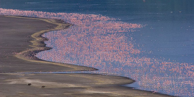 Flamingo, Kenya, Lake Bogoria 