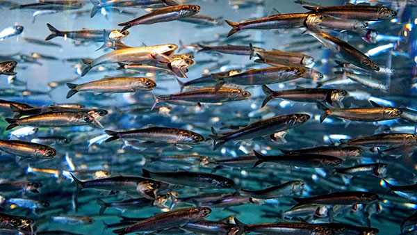 Jato riba u Monterey Bay akvarijumu, SAD