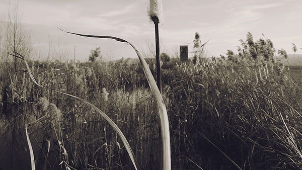 polje zaraslo u travu