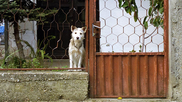pas iza kućne ograde