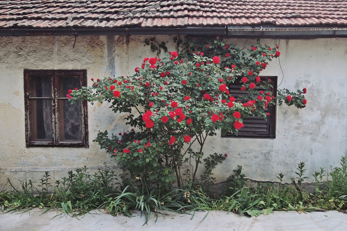 kućica u cveću
