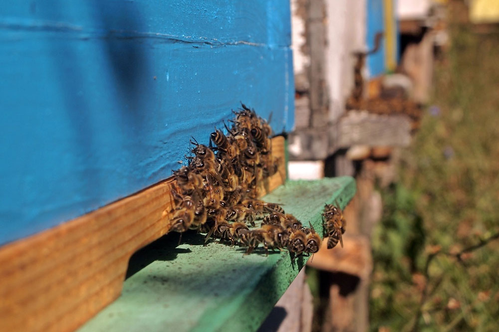 pčele na ulazu u košnicu