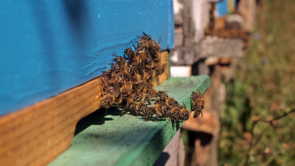 pčele na ulazu u košnicu