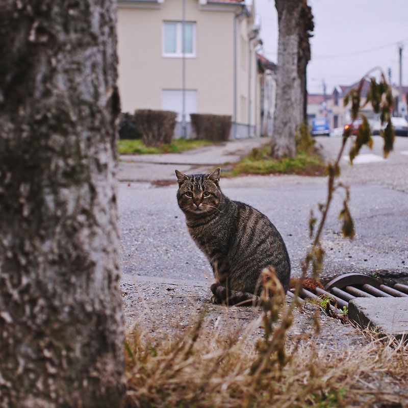 mačka na ulici