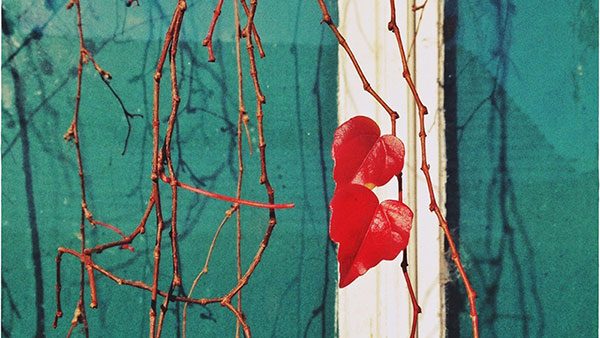 red leaves