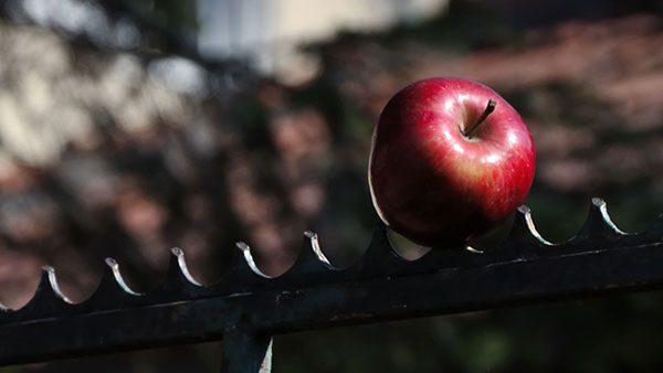 apple on a fence