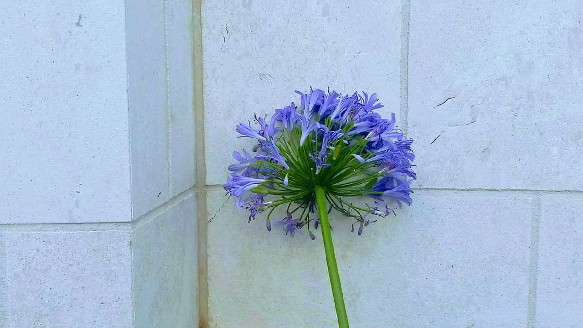 plavi cvet