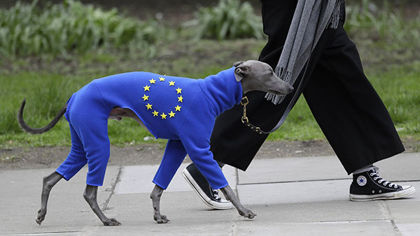 Pas u odelu nalik zastavi EU