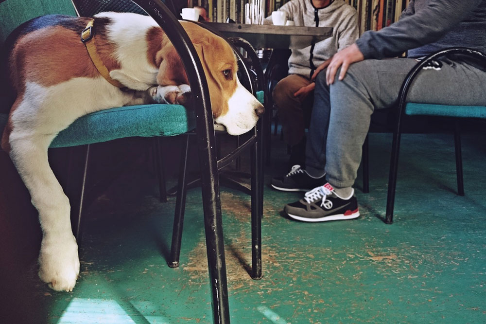pas leži na stolici u kafiću