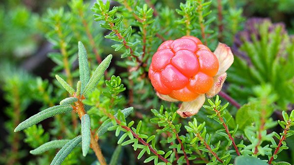 Cloudberry