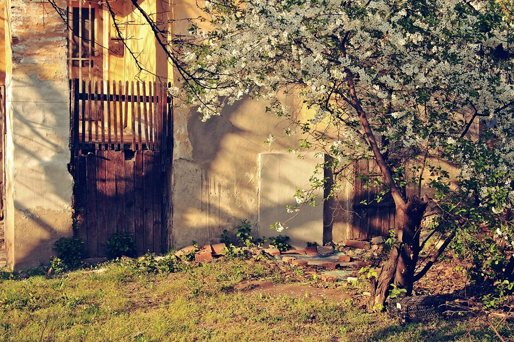 procvetalo drvo u dvorištu
