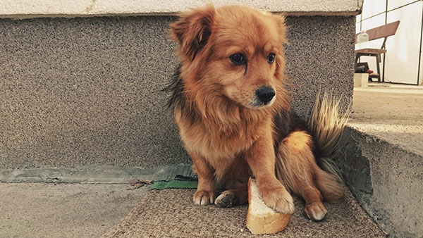 Mali pas stavio je šapu na parče hleba