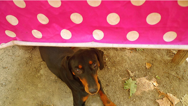 pas viri ispod stola sa pink mušemom