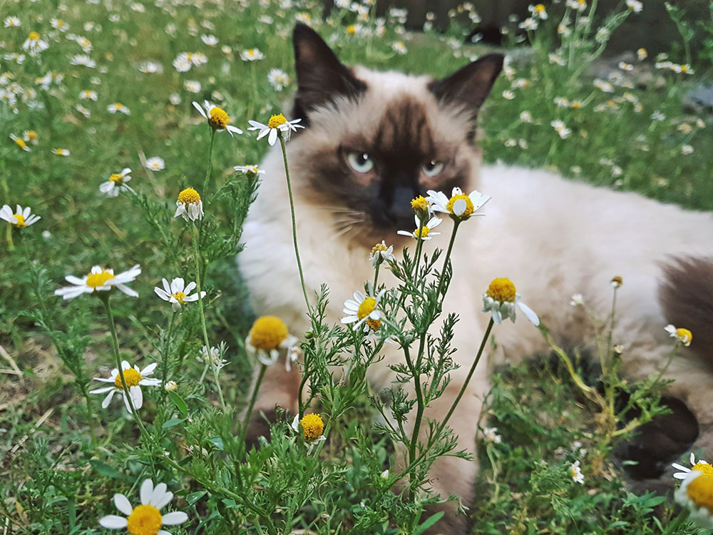 Dugodlaka sijamska mačka leži na travi