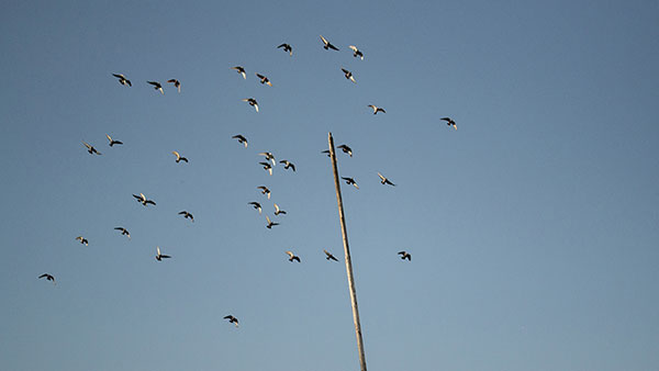 ptice na nebu