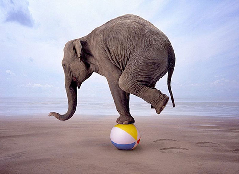 slon balansira na lopti jednoj nozi