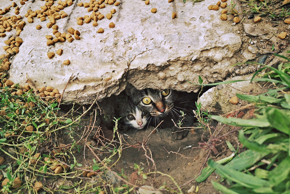 dve mačke ispod kamena vire