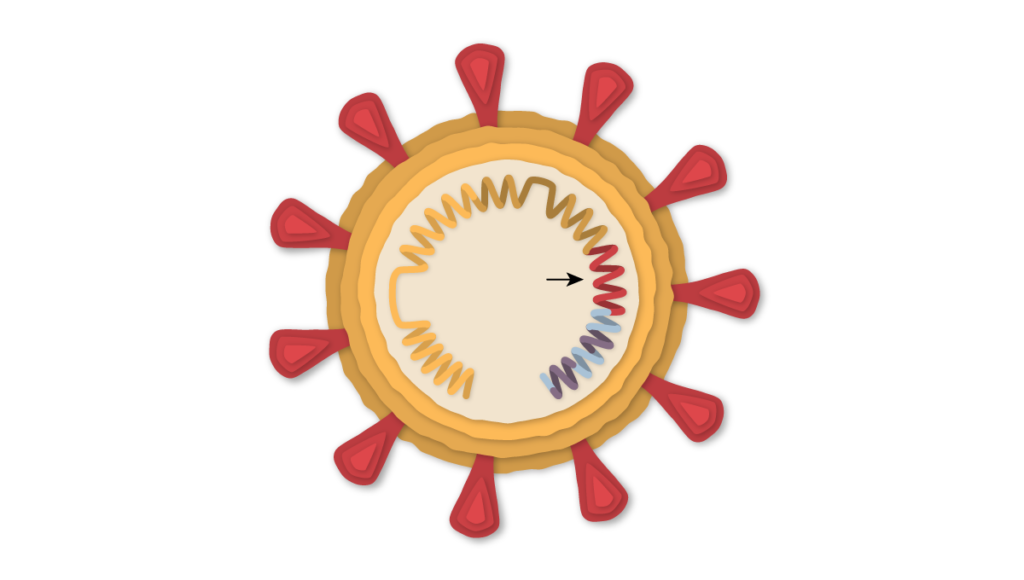 Slika 1. Skica virusa SARS-CoV-2 s proteinskim „bodljama“ na površini i RNK virusa unutar ovojnice. Strelicom je označen dio RNK s informacijom za sintetiziranje proteina od kojeg su „bodlje“.