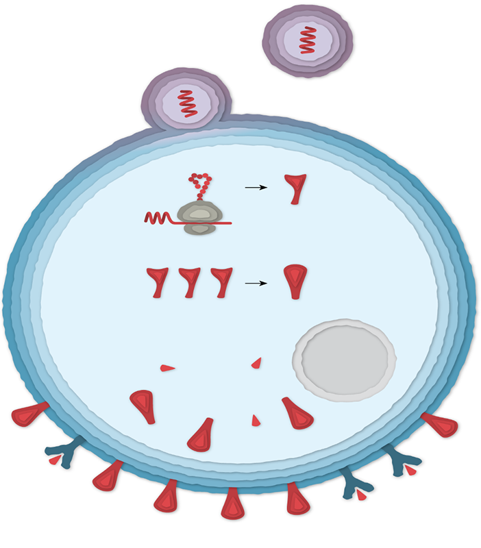 Slika 3. „Mjehurići“ iz cjepiva spajaju se s membranom stanice. RNK iz mjehurića ulazi u stanicu, ribosom prevodi informaciju koju taj dijelić RNK nosi, u proteine od kojih su bodlje na površini SARS-CoV-2. Te bodlje izbijaju na površinu stanice.