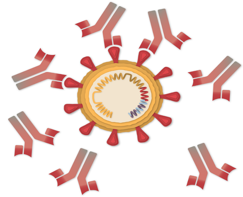 Slika 5. Antitijela, proizvedena tako da budu komplementarna proteinima na površini SARS-CoV-2, vežu se za bodlje virusa i sprečavaju da se virus veže za stanicu.