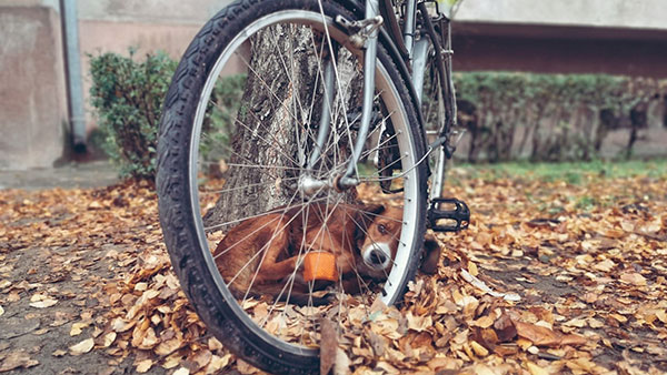 bicikl ispod koga se sakrio mali pas