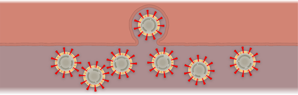 Slika 5. Novostvoreni virusi izlaze iz stanice