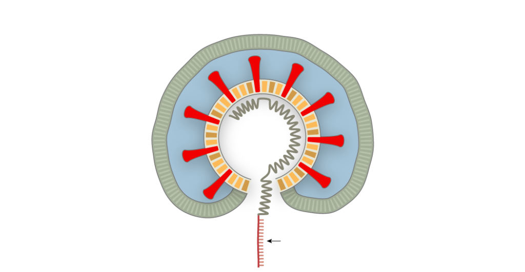 Slika 4. Virus, unutar membrane stanice, istiskuje svoju RNK u stanicu