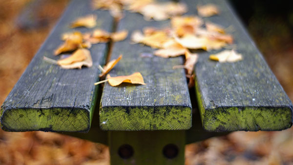 klupa pokrivena lišćem