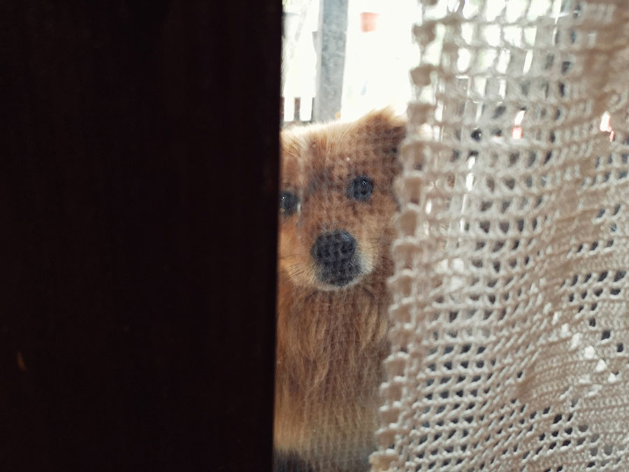 mali pas viri kroz prozor