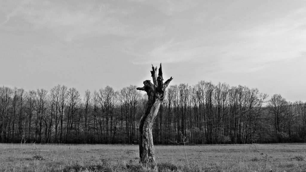 crno-bela fotografija suvog drveta