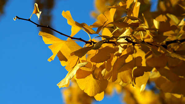 žuto lišće