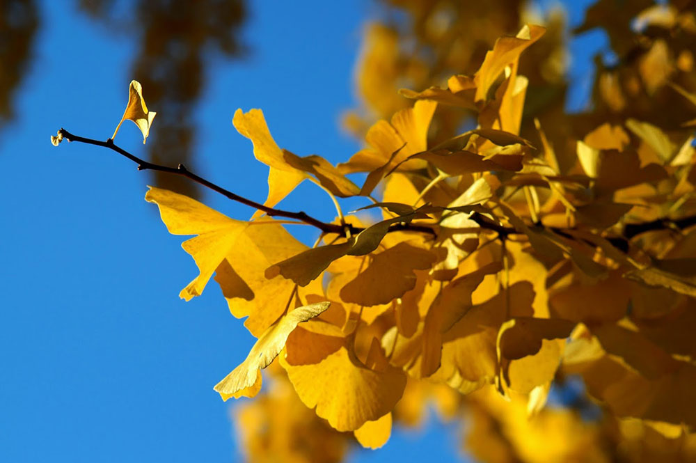 žuto lišće