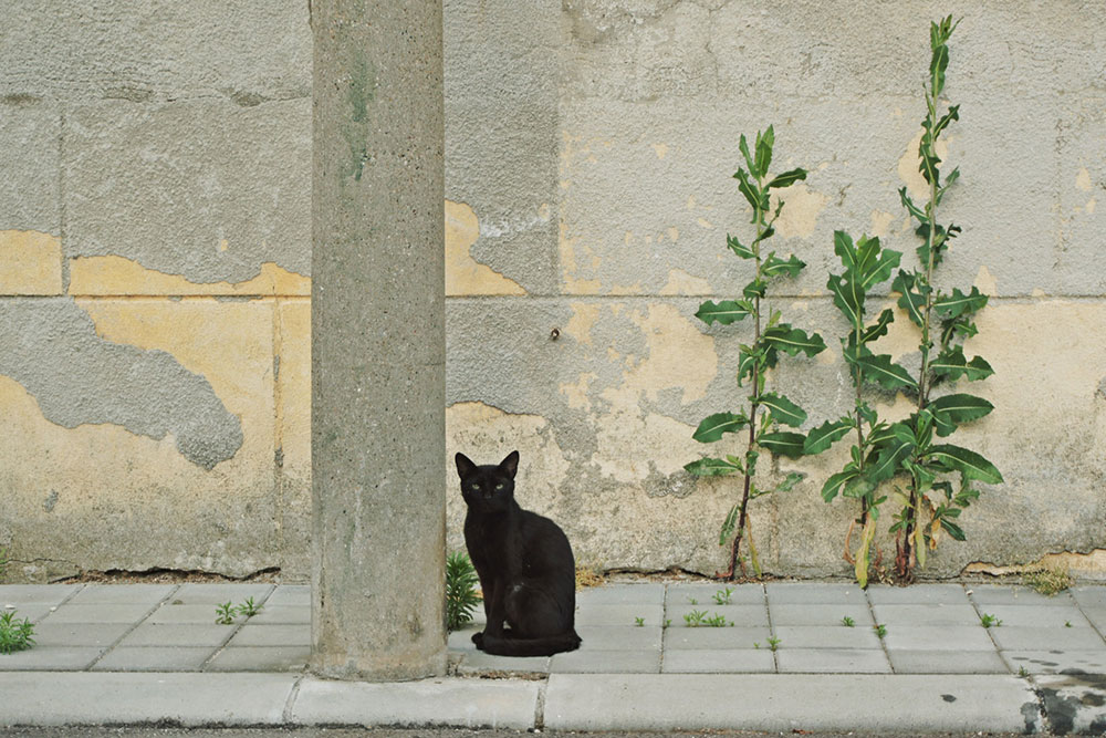 crna mačka