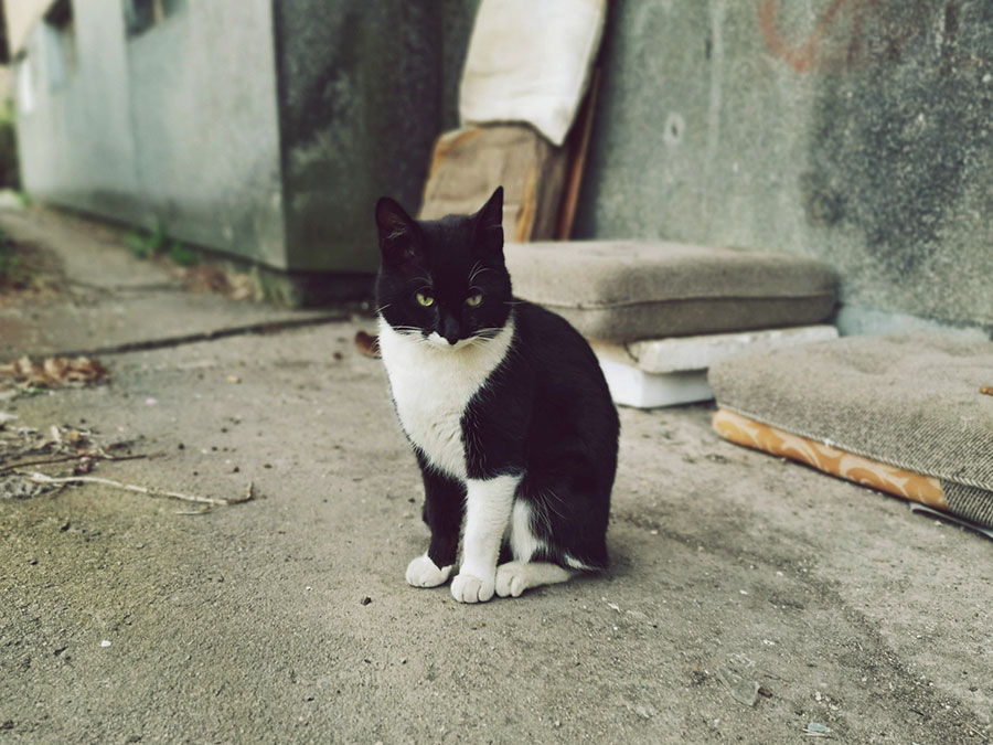 crno-beli mačor