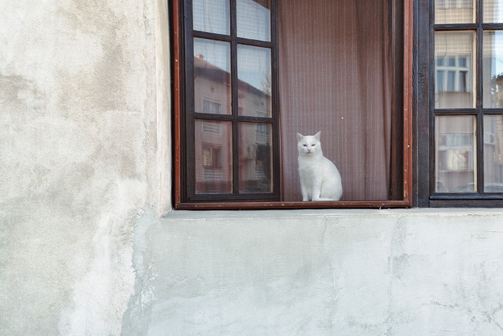 bela mačka
