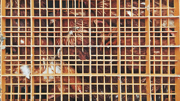 kokoške u kavezu