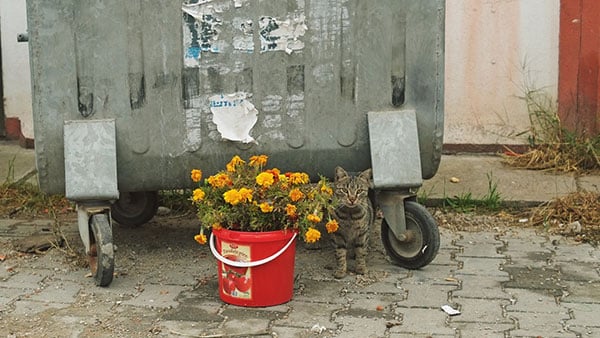 Foto: Predrag Trokicić