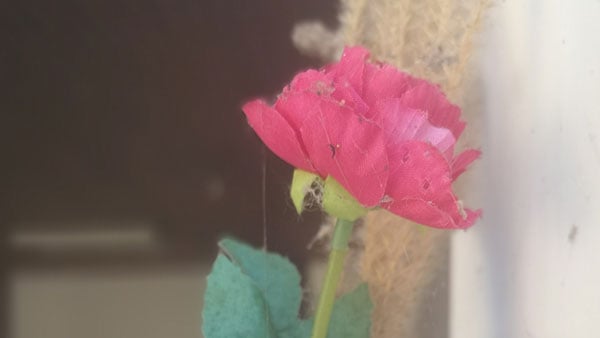 Foto: Predrag Trokicić