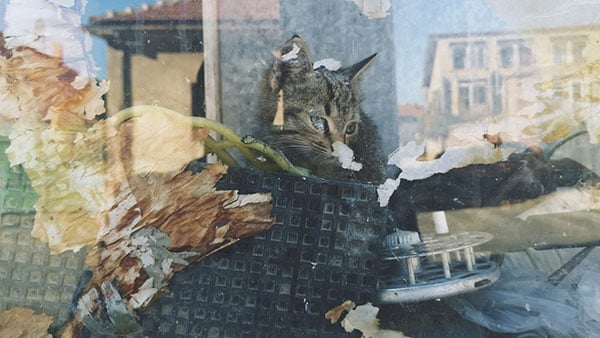 Foto: Predrag Trokicić