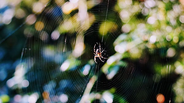 Foto: Neda Radulović-Viswanatha